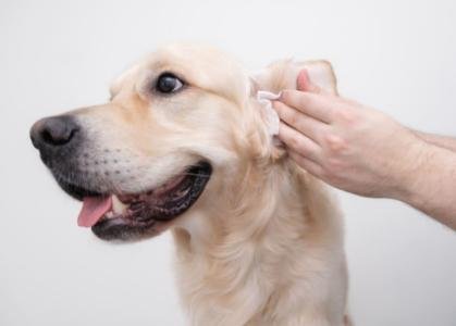 Deep Ear Cleaning For Dogs | Paws & Claws Pets
