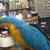Birds Parrots for good home