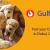 Get your pets for adoption online in DUBAI, UAE.