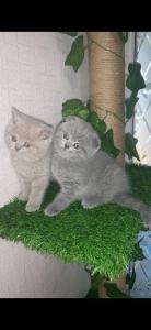 Scottish standing male and sale