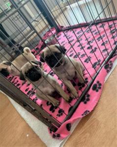 pug puppies for sale