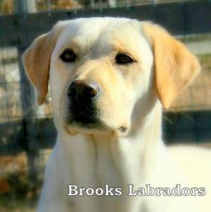 Brooks Labradors LLC