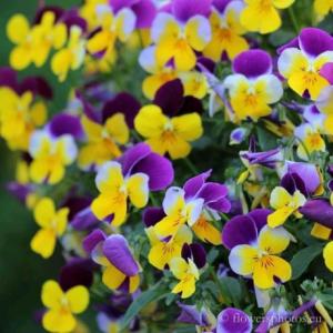 QATARI FEMALES BEAUTY SPA