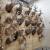 Excellent quality Taxidermy Mounts available for sale