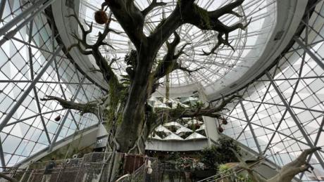 Jungle Oasis: Discover the Green Planet in Dubai with Captain Dunes