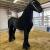 Here is your friesian stallion for Christmas