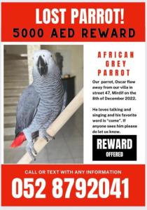 5000 AED REWARD FOR LOST BIRD