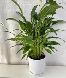 outdoor ornamental Plant