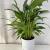 outdoor ornamental Plant