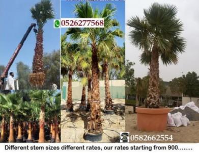 KhanPalmTrees