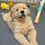 FULLY VETTED GOLDEN RETREIVER PUPPY FOR ADOPTION