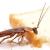 PEST CONTROL IN DUBAI