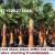 Date Palm Tree Dubai