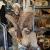 Excellent quality Taxidermy Mounts available for sale