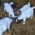Healthy Boer Goats For Sale