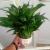 Plants and Pots.