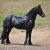 Black friesian horse for your family