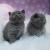 British Shorthair Kittens whatsapp number
