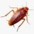 Pest Control Dubai/Professional Services