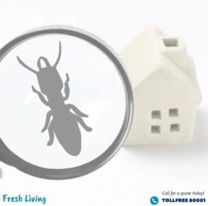 termite treatment dubai