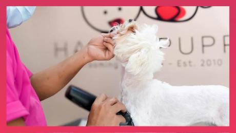 Happy Puppy Mobile Pet Grooming – Dubai