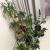 Various plants for sale