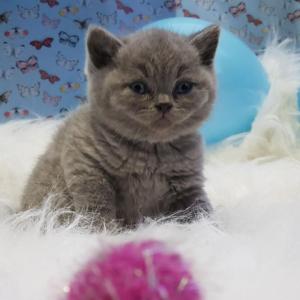 British Shorthair Kittens whatsapp number