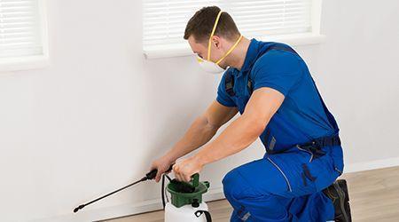 termite services in villa International City