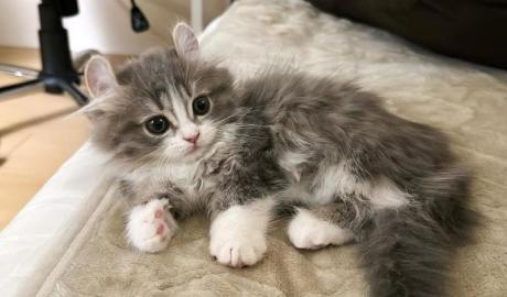 Vet Checked – Persian Kitten Free for Adoption.