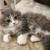 Vet Checked – Persian Kitten Free for Adoption.