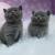 British Shorthair Kittens whatsapp number