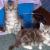 Maine coon babies for sale