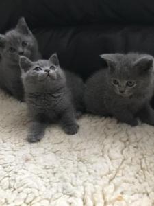 British shorthair kittens for sale